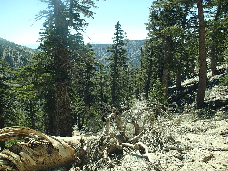 2014 Mt Baldy Cali 054.JPG - Summit Mt San Antonio (Mt Baldy) California